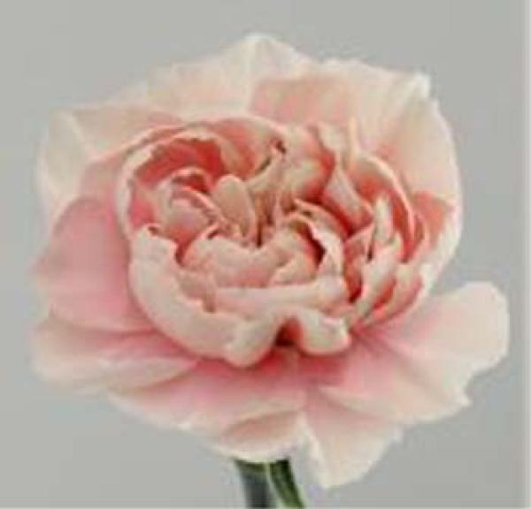 Vollsortiment - Nelken, ROSA, 10 Stück